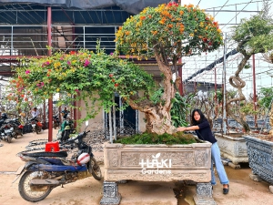 Hoa giấy thái G28