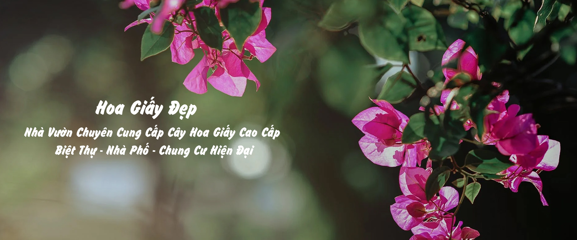 Nhà Vườn Chuyên Cung Cấp Cây Hoa Giấy Cao Cấp Biệt Thự - Nhà Phố - Chung Cư Hiện Đại