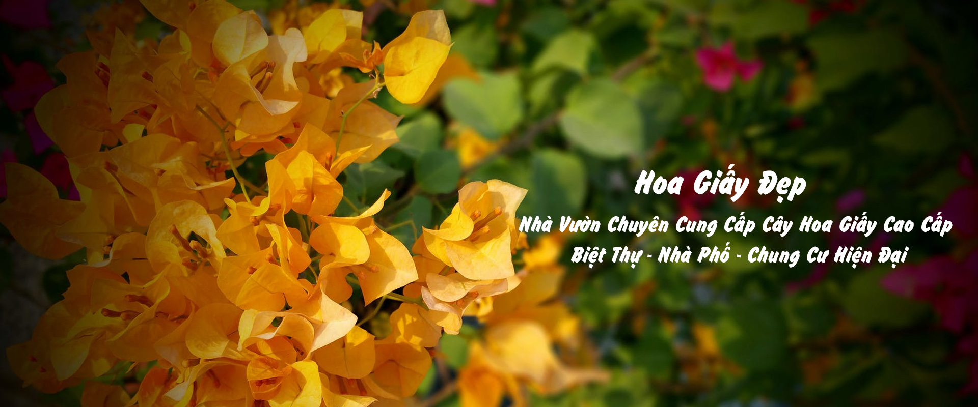 Nhà Vườn Chuyên Cung Cấp Cây Hoa Giấy Cao Cấp Biệt Thự - Nhà Phố - Chung Cư Hiện Đại