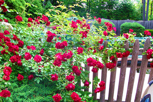 Cách Trồng & Chăm Sóc Hoa Hồng Leo | Những Điều Quan Trọng Cần Biết