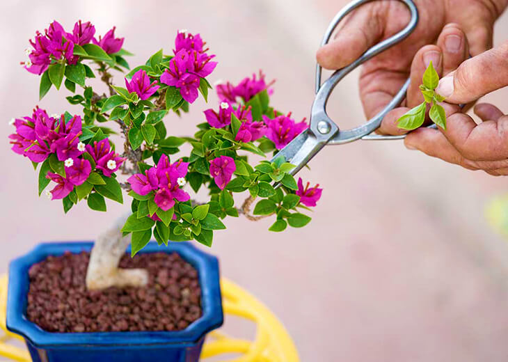 Cùng khám phá Cây hoa giấy bonsai mini và các chi tiết liên quan