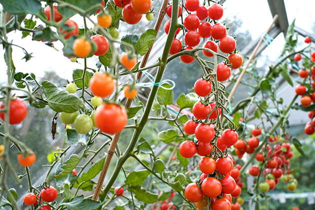 cây cà chua - cây cảnh trồng ban công