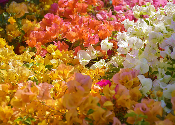 Cây Cảnh Trồng Sân Vườn | Top 10 Loài Cây Cảnh Trồng Vườn Đẹp Cho Không Gian Sống