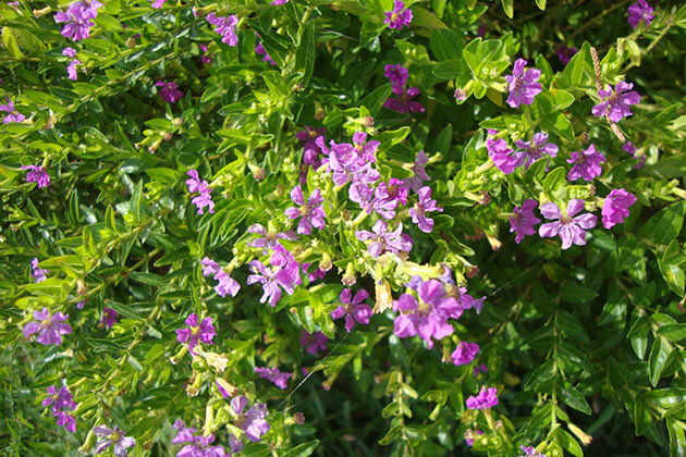 Cây Hoa Cẩm Tú Mai - cây cảnh trồng sân vườn đẹp