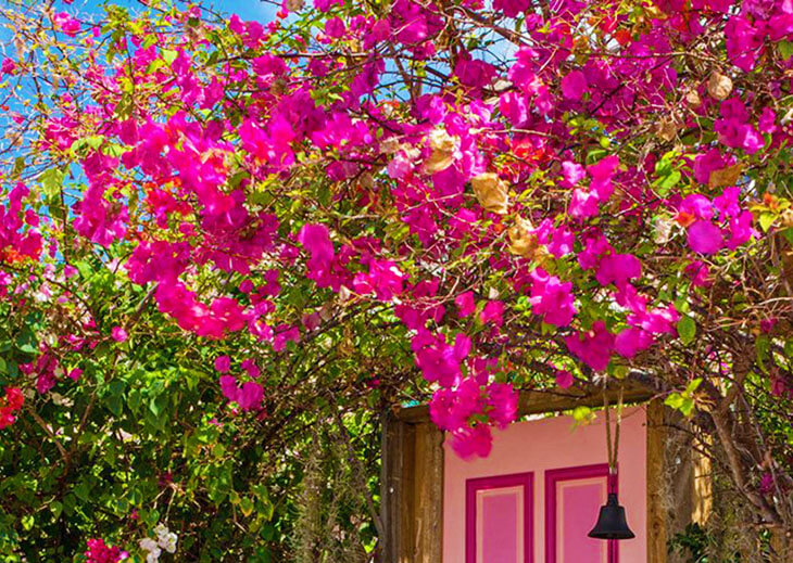 Cây Leo Cảnh Đẹp: Top 10+ Loại Cây Leo Cảnh Đẹp Cho Không Gian Sống Của Bạn