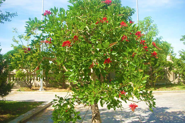 cây osaka - cây trồng biệt thự