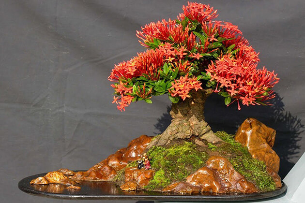 Cây Trang Đỏ bonsai