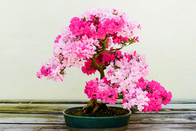 hoa giấy - cây bonsai để bàn