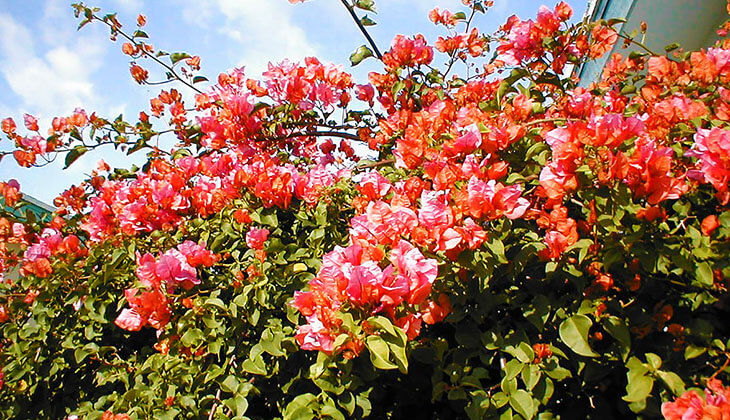 Tác Dụng Của Cây Hoa Giấy Trong Đời Sống Thường Ngày