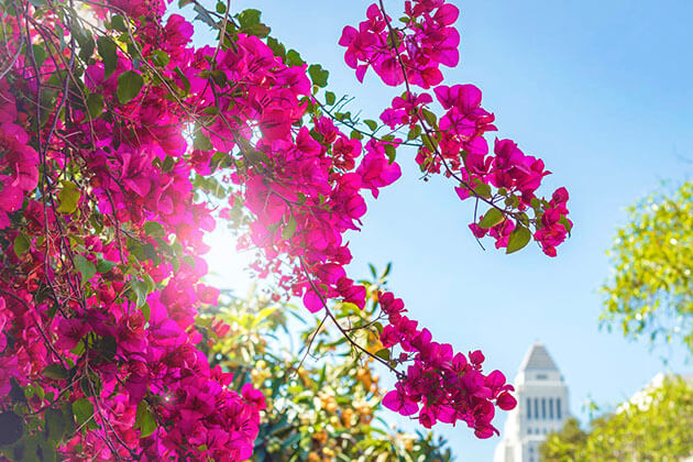 Kỹ Thuật Trồng Cây Hoa Giấy Ra Hoa Dịp Tết & Nở Hoa Quanh Năm