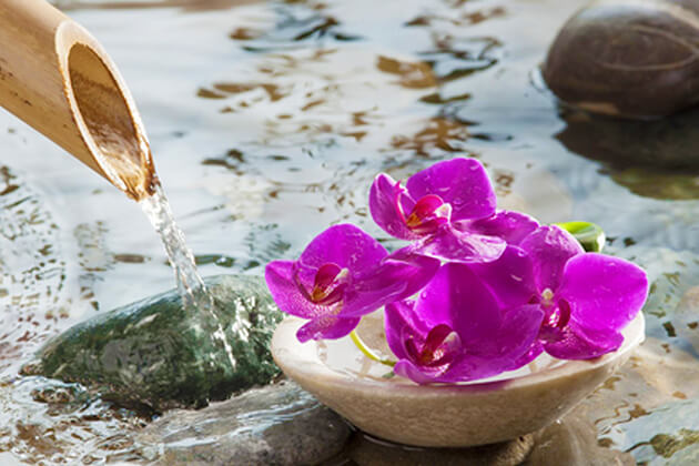 Ý Nghĩa Phong Thủy Của Cây Hoa Giấy Ý Nghĩa Phong Thủy Của Cây Hoa Giấy